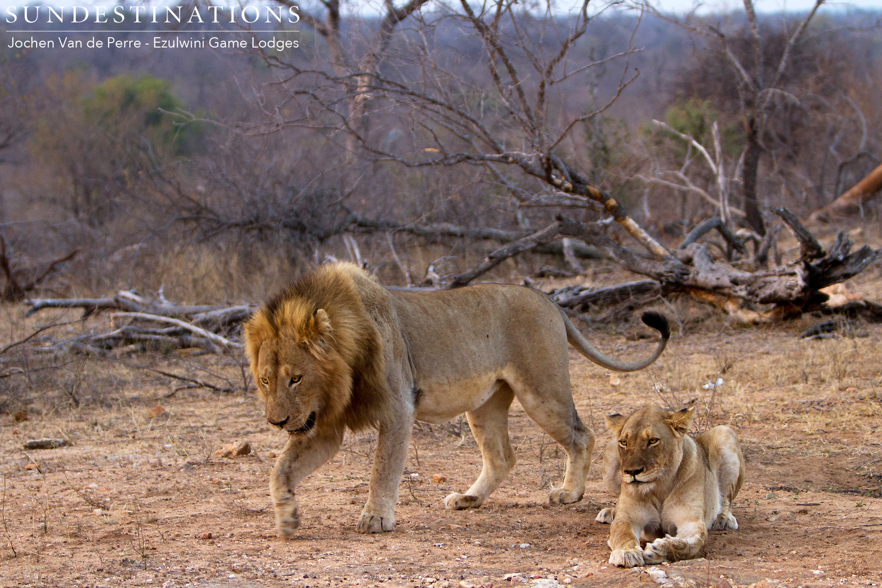 Lioness and Male River Pride Lioness and Male River Pride