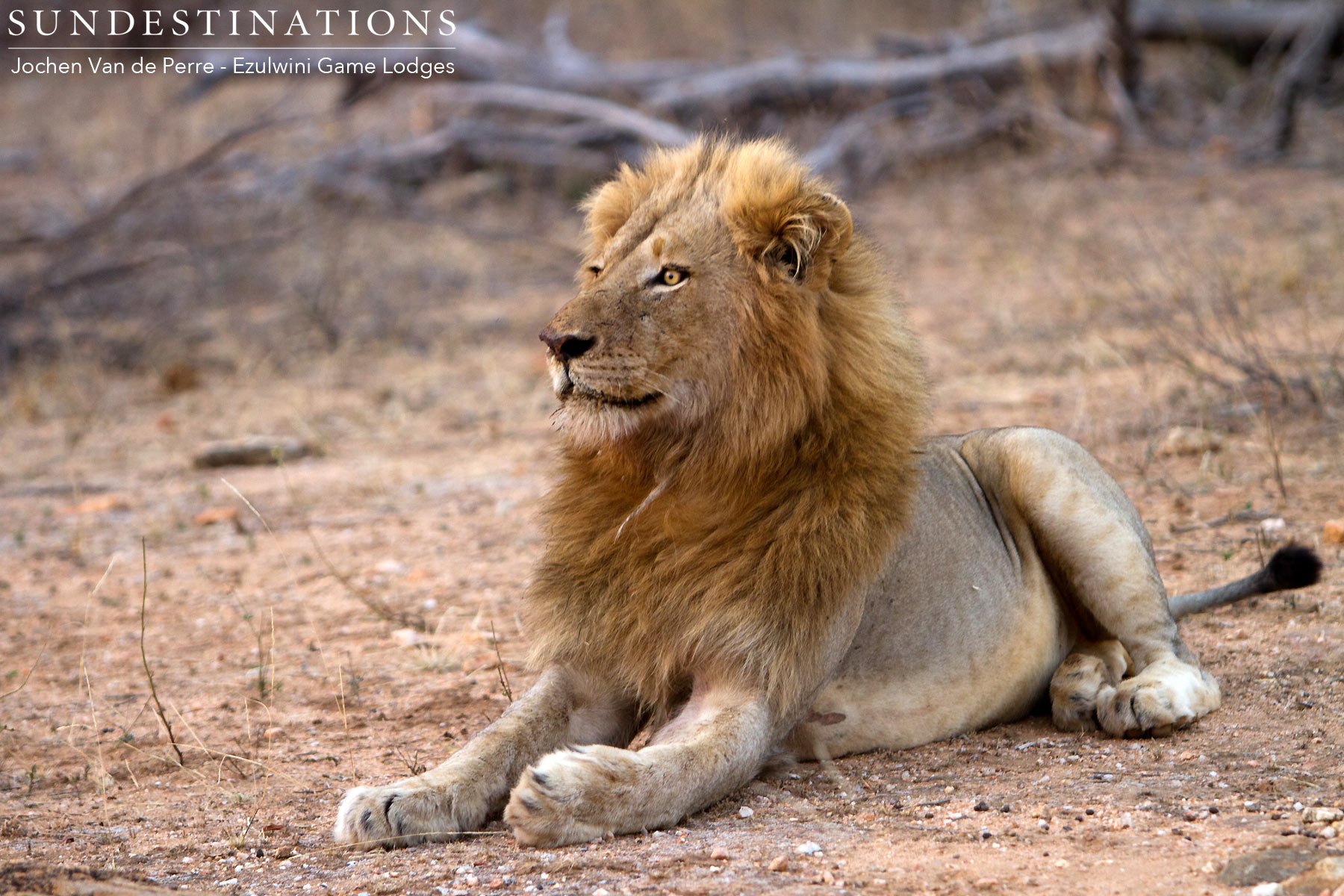 River Pride Male River Pride Male
