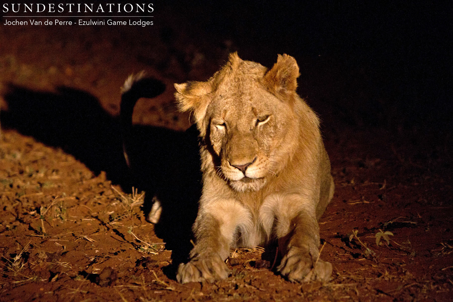 Sub-adult Males River Pride Sub-adult Males River Pride