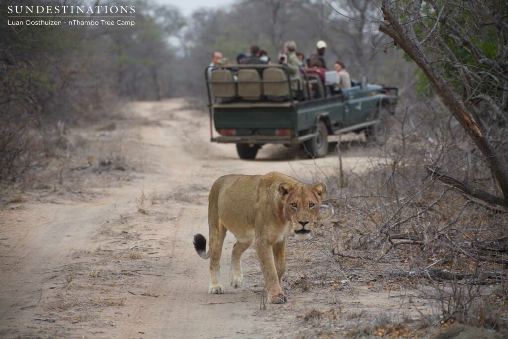Hercules lioness crossing the road between Africa on Foot and nThambo game viewer Hercules lioness crossing the road between Africa on Foot and nThambo game viewer