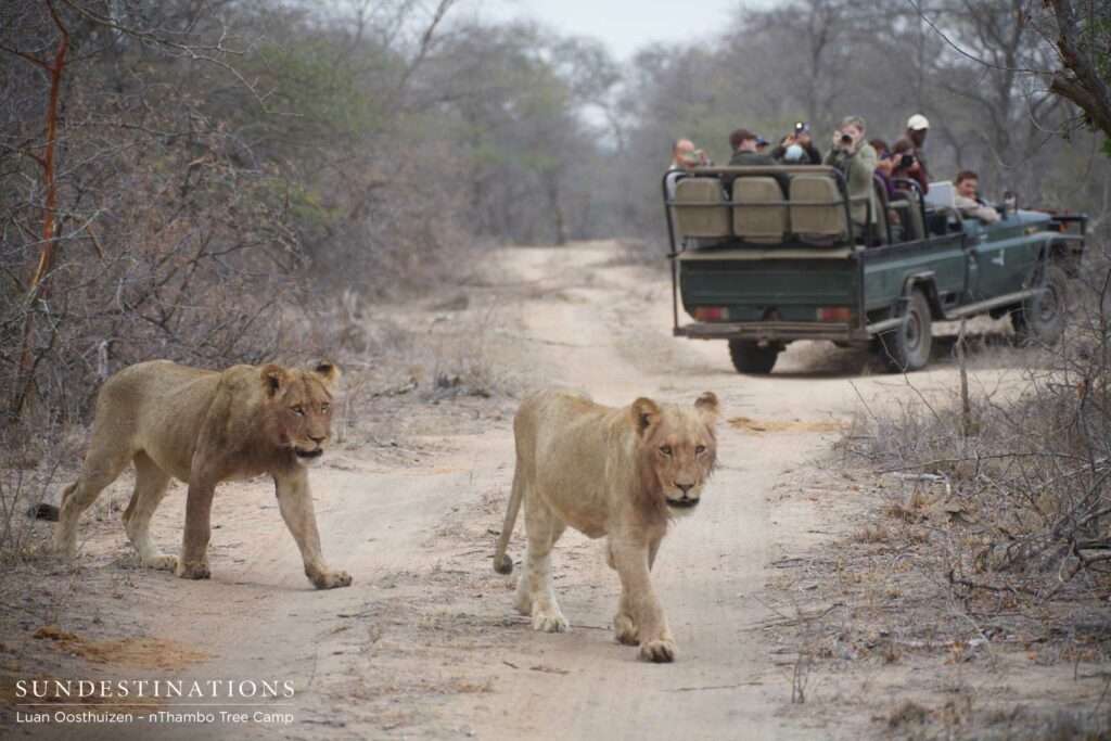 Two of the 3 subadult male cubs Two of the 3 subadult male cubs