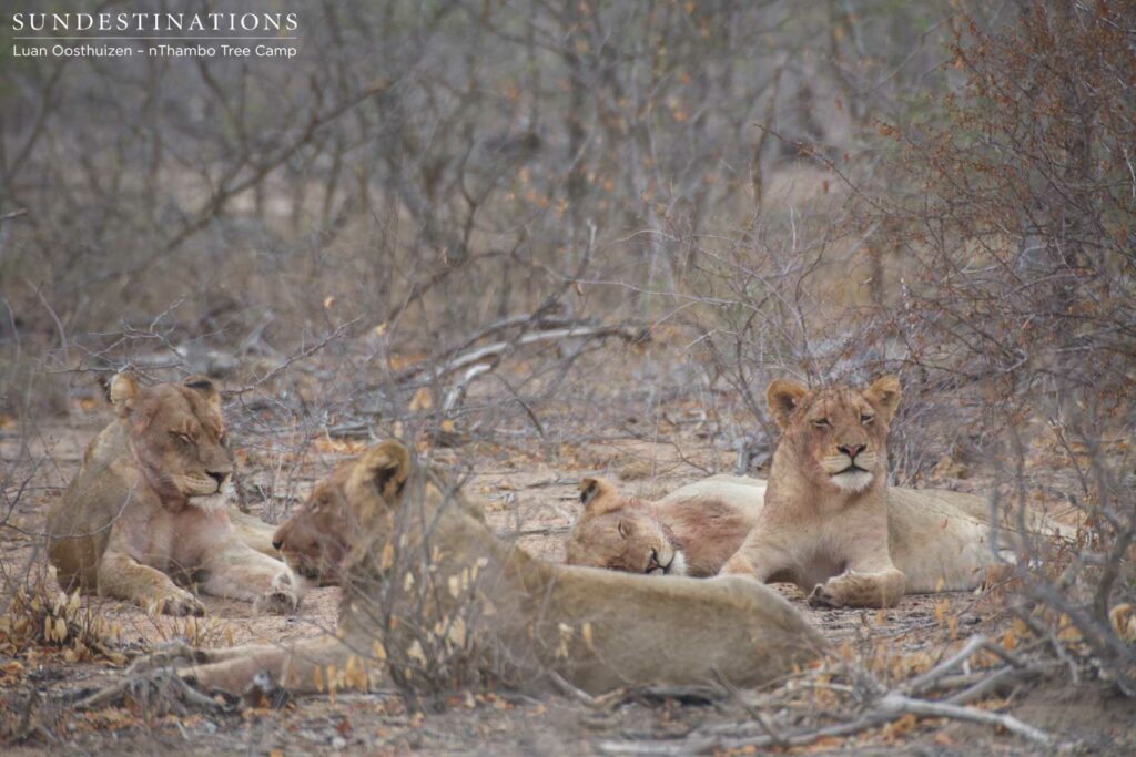 Hercules Pride seen this morning at nThambo Tree Camp Hercules Pride seen this morning at nThambo Tree Camp