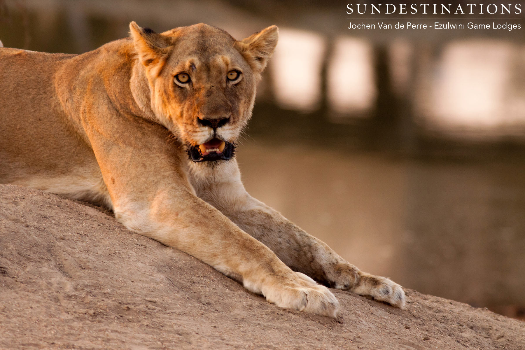 River Pride Lioness at Dam River Pride Lioness at Dam