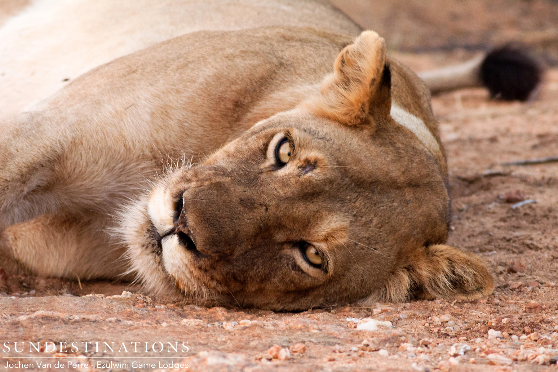 Lioness River Pride Ezulwini Lioness River Pride Ezulwini