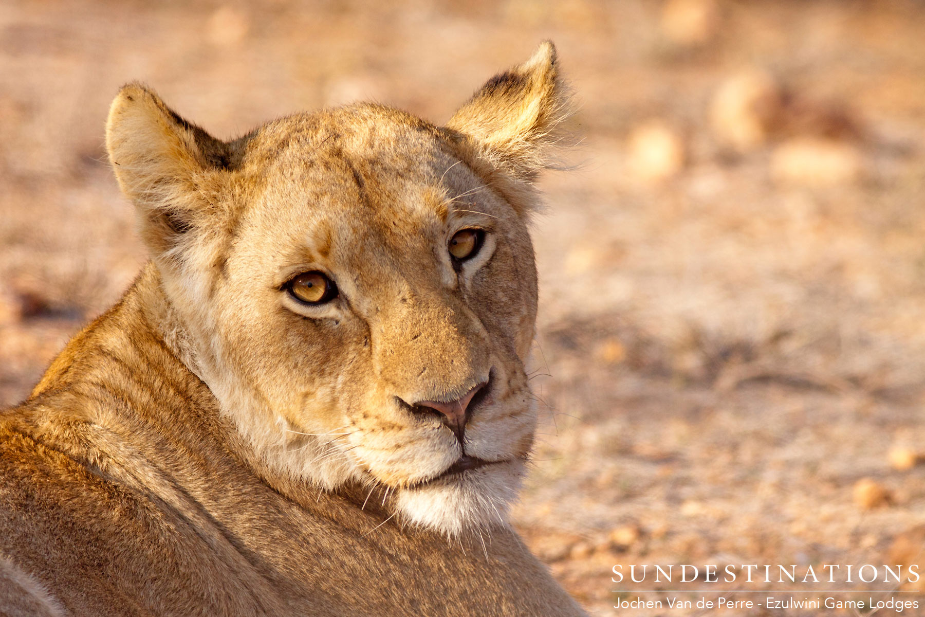 Duma's Pride Lioness Duma's Pride Lioness