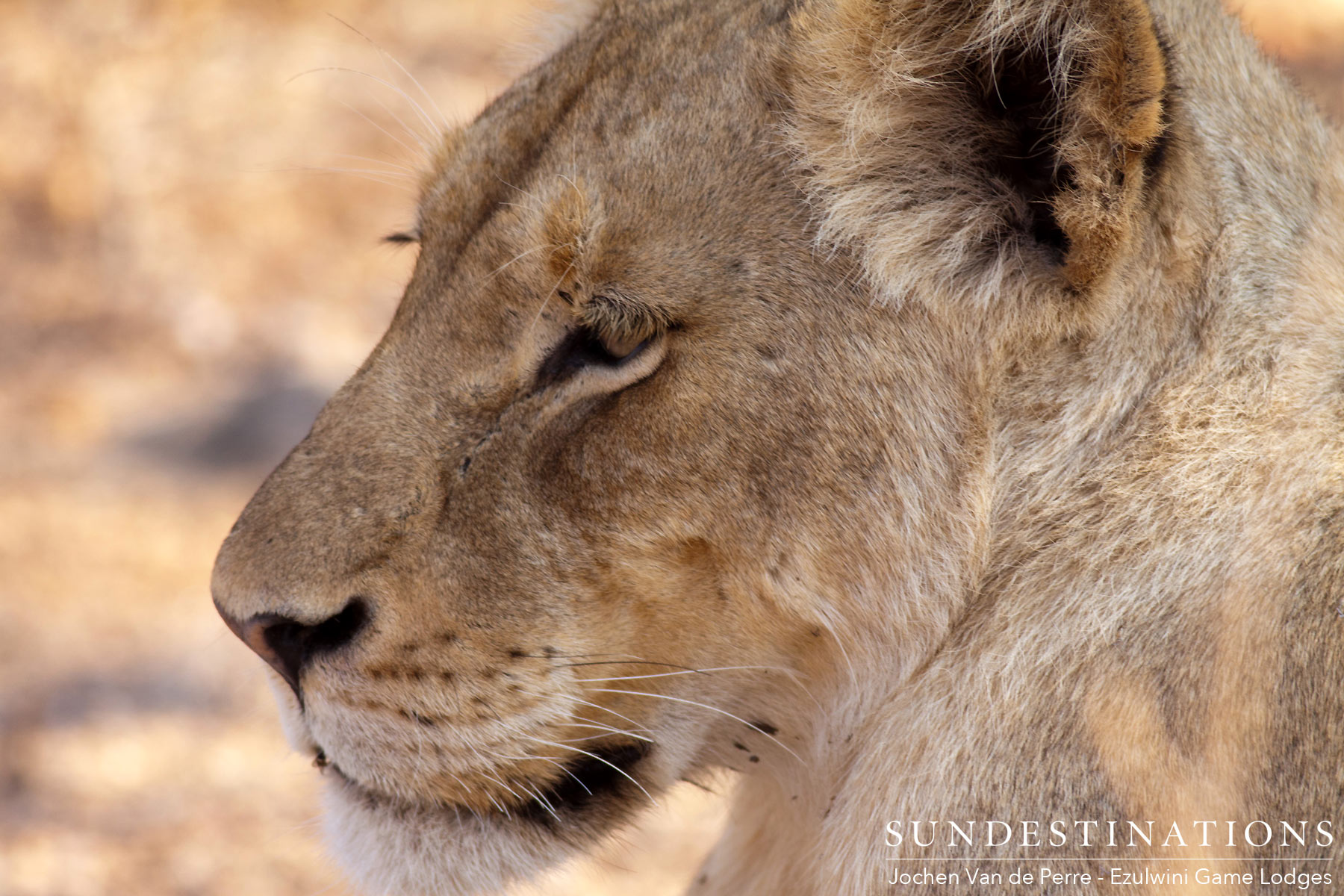 Duma's Pride Lioness Balule Duma's Pride Lioness Balule