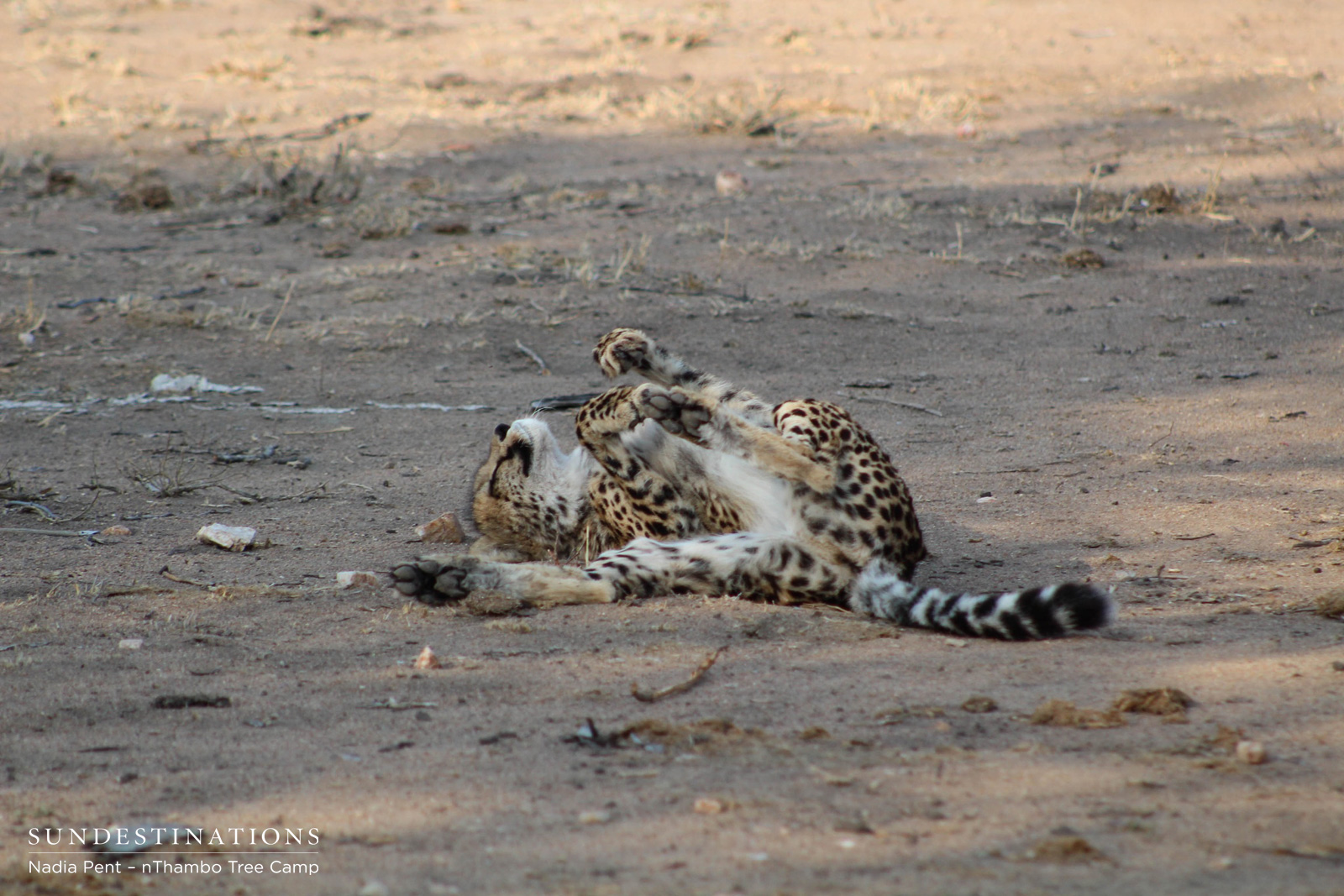 Cheetah Relaxing at nThambo Cheetah Relaxing at nThambo