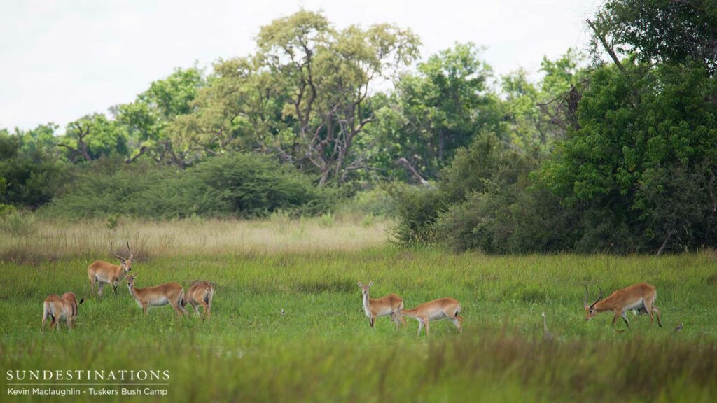 The Delta's unique red lechwe antelope The Delta's unique red lechwe antelope
