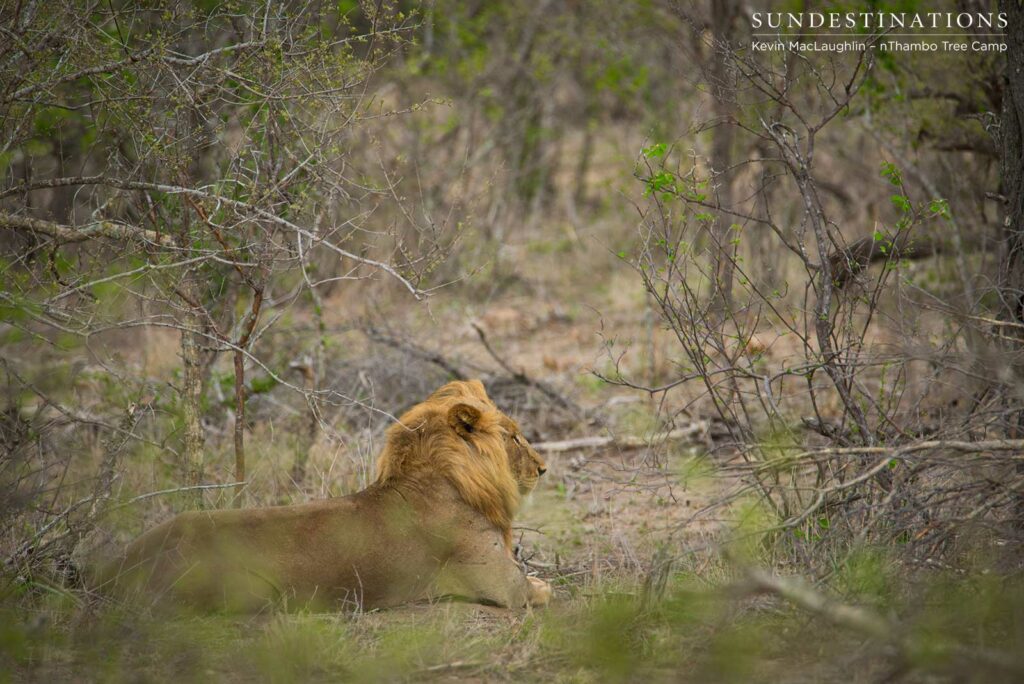 Mapoza males mating with Breakaway lionesses Mapoza males mating with Breakaway lionesses
