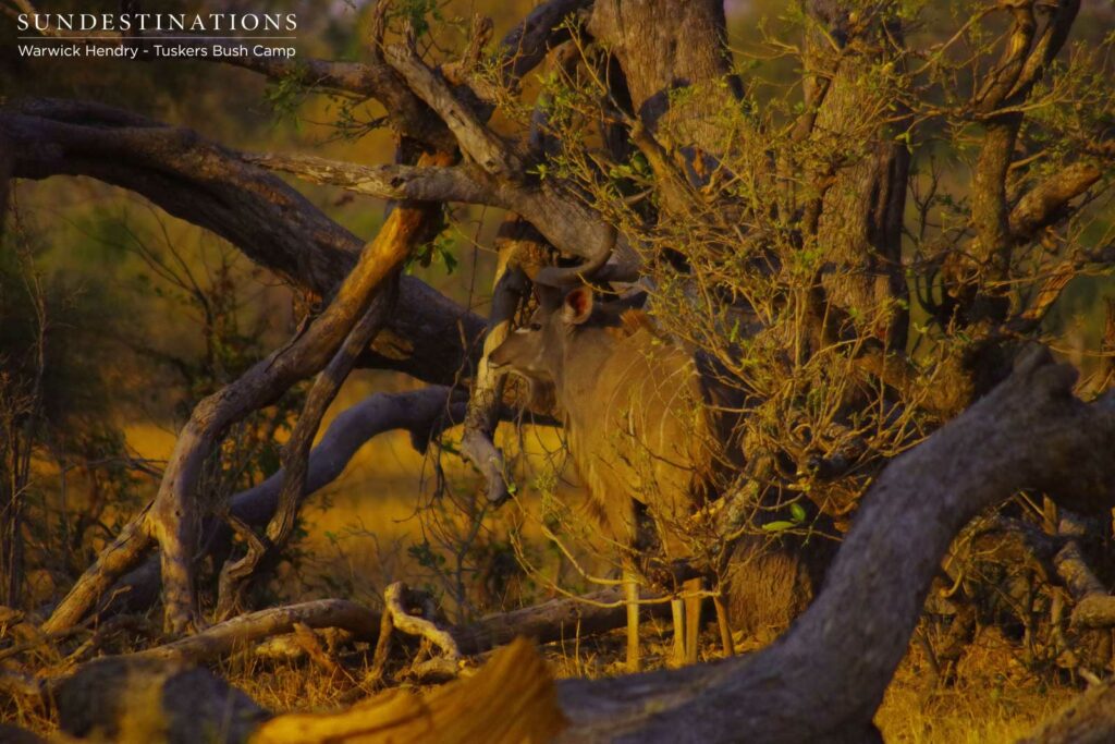 A male kudu camouflaging into the Khwai vegetation A male kudu camouflaging into the Khwai vegetation