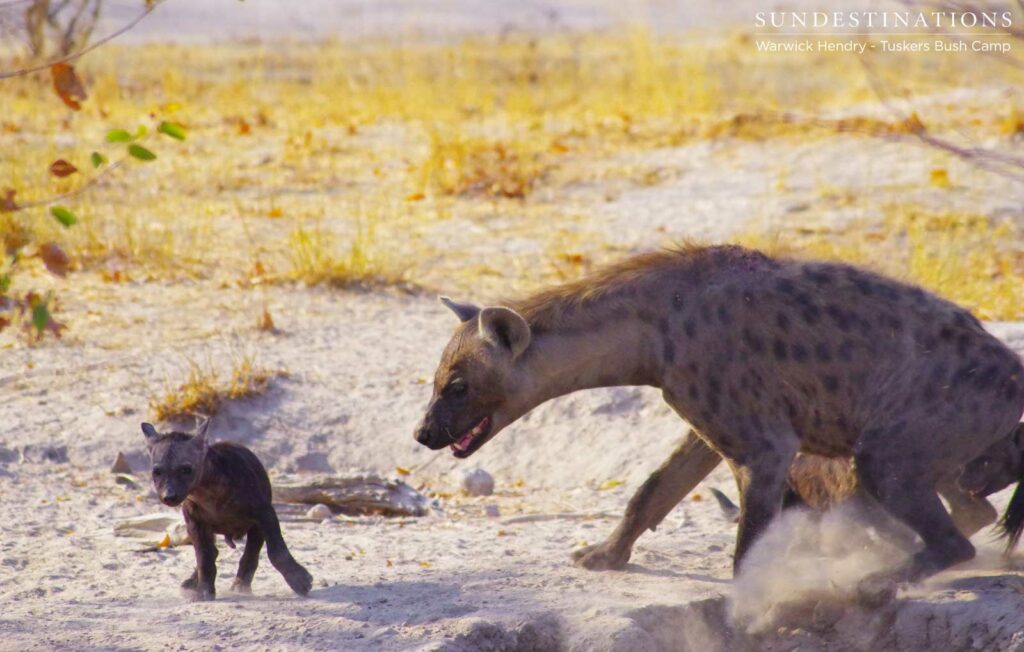 A hyena den with cubs of different ages at Khwai A hyena den with cubs of different ages at Khwai