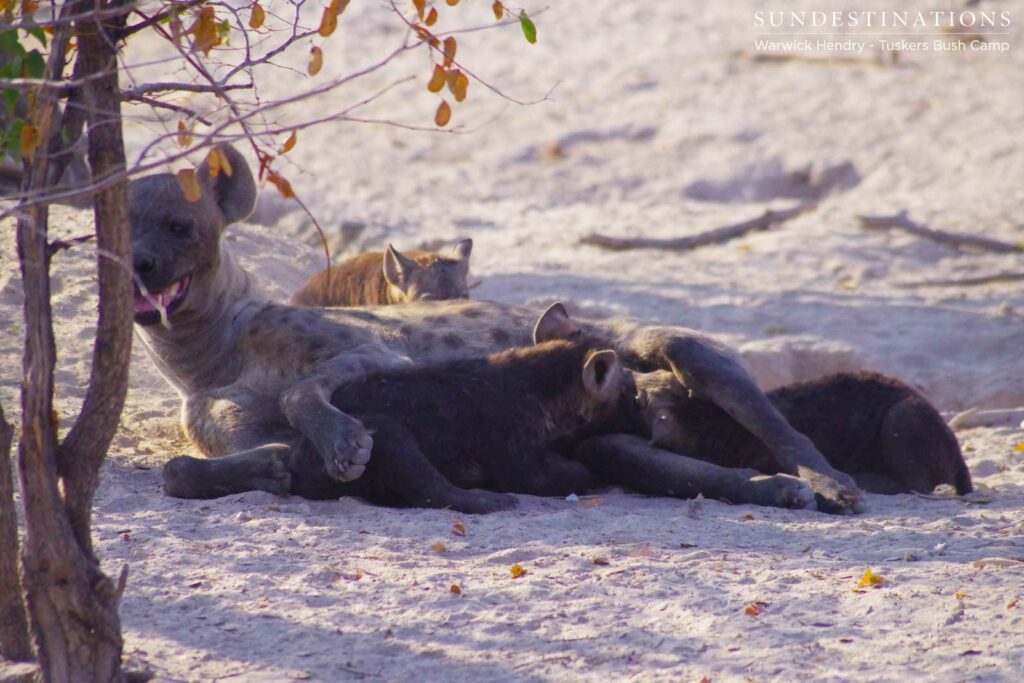 A hyena den with cubs of different ages at Khwai A hyena den with cubs of different ages at Khwai