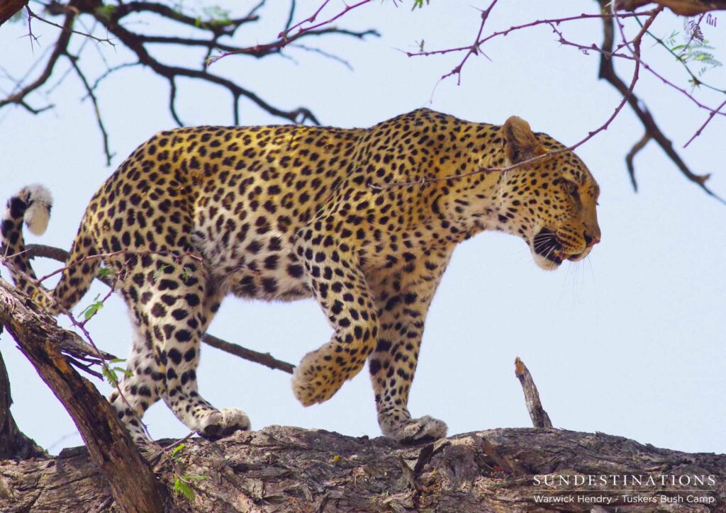Numerous leopard sightings at Khwai Numerous leopard sightings at Khwai