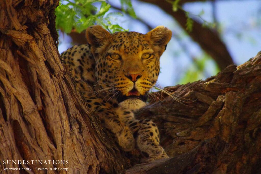Numerous leopard sightings at Khwai Numerous leopard sightings at Khwai