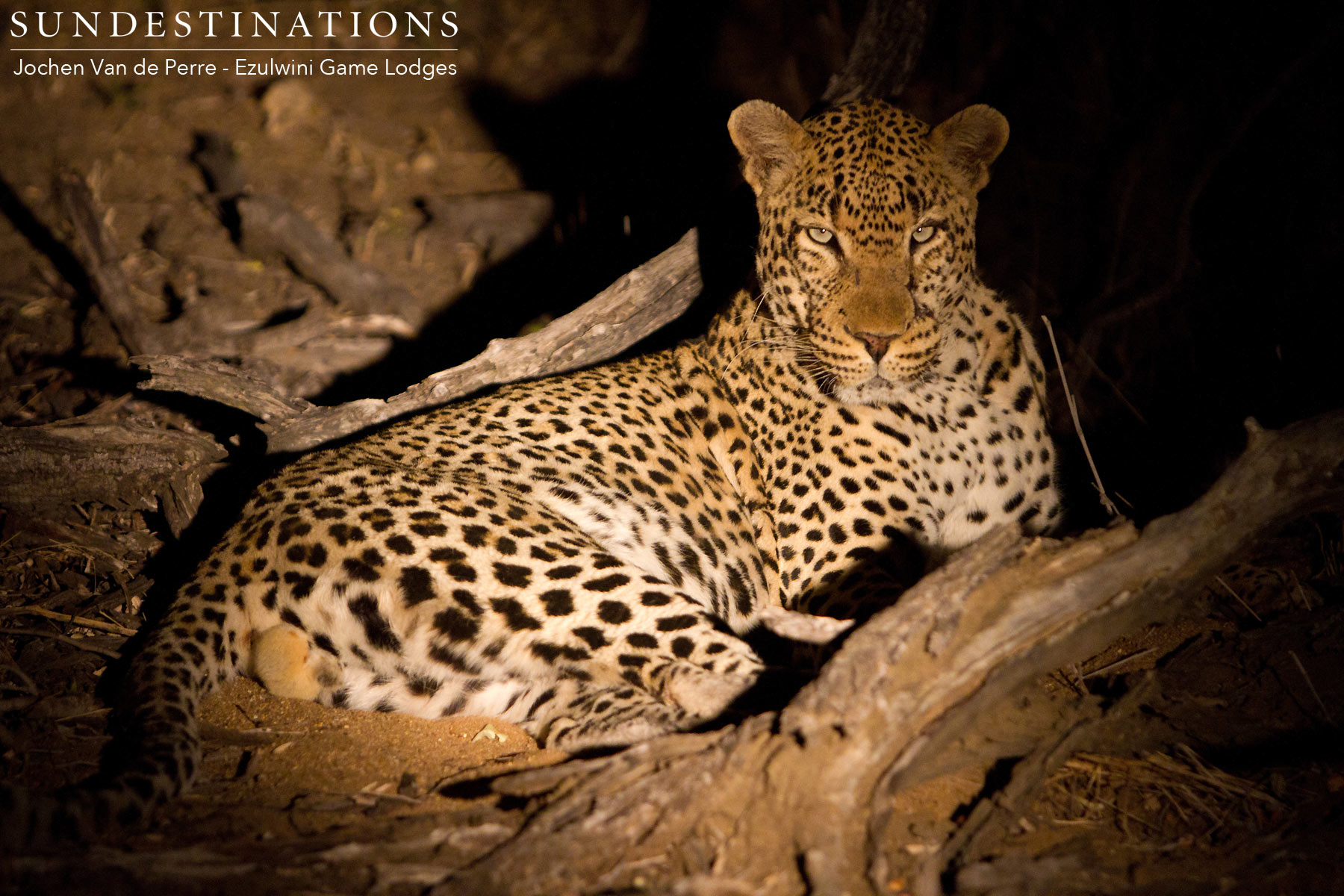 Chavaluthu Leopard Chavaluthu Leopard