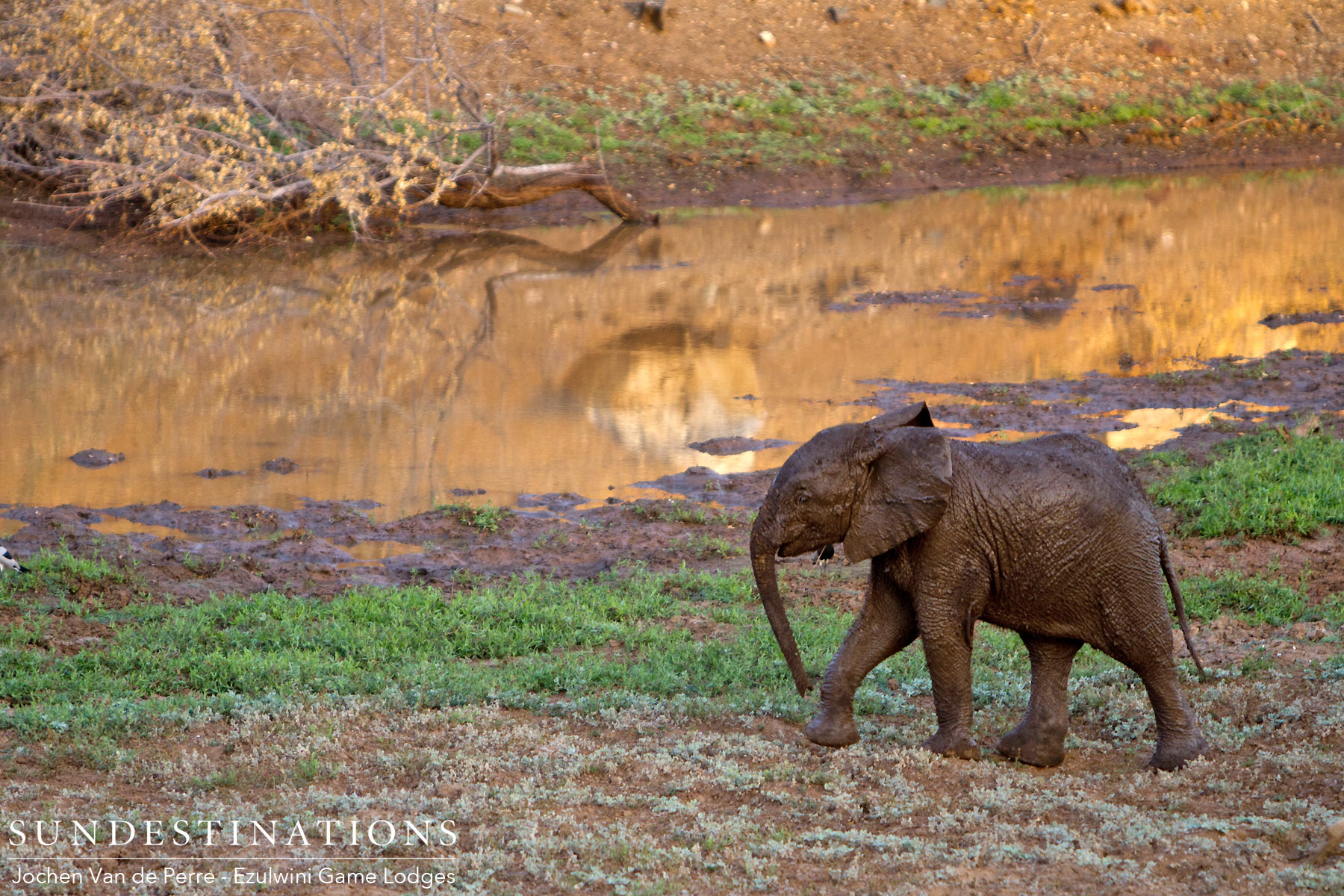 Elephants Soaking in River Elephants Soaking in River