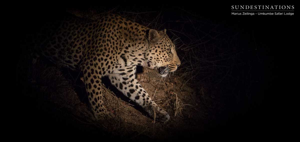 Mambiri Scent Marking Mambiri Scent Marking