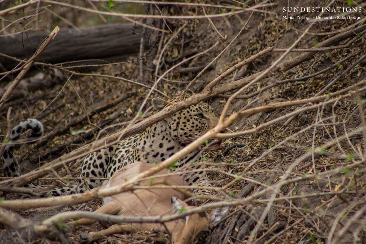 Mambiri Makes Kill Mambiri Makes Kill