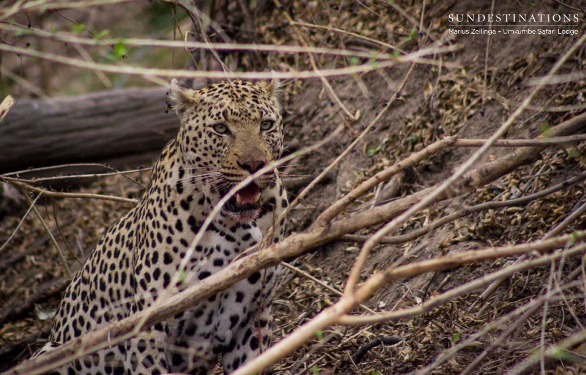 Mambiri Kill Mambiri Kill