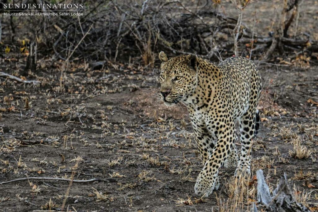 Mxabene the legend Mxabene the legend