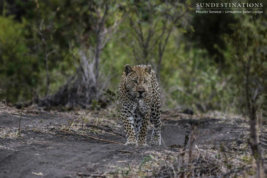 Mxabene after a fight with Kaxane male leopard Mxabene after a fight with Kaxane male leopard
