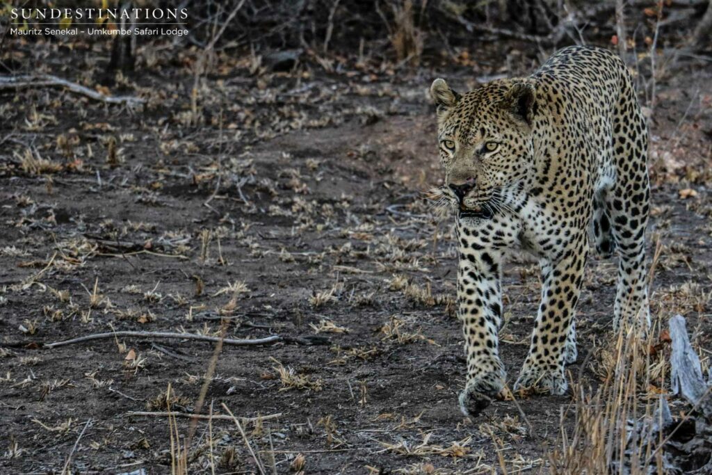 Mxabene the legend Mxabene the legend