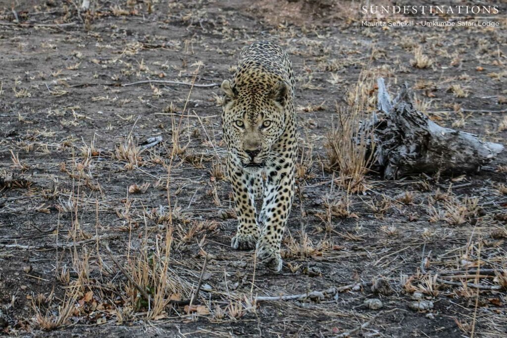 Mxabene the legend Mxabene the legend