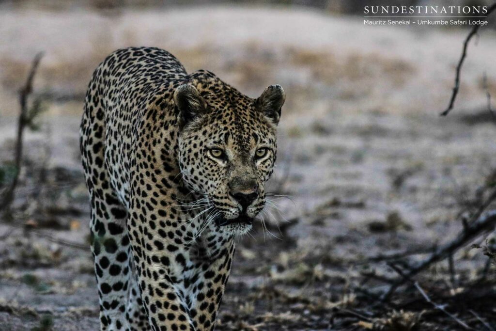 Mxabene the legend Mxabene the legend