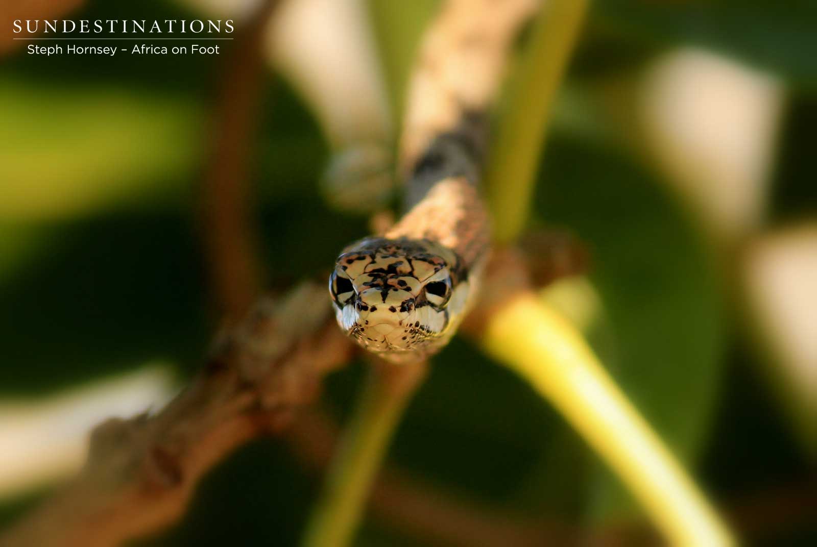 Africa on Foot Vine Snake Africa on Foot Vine Snake