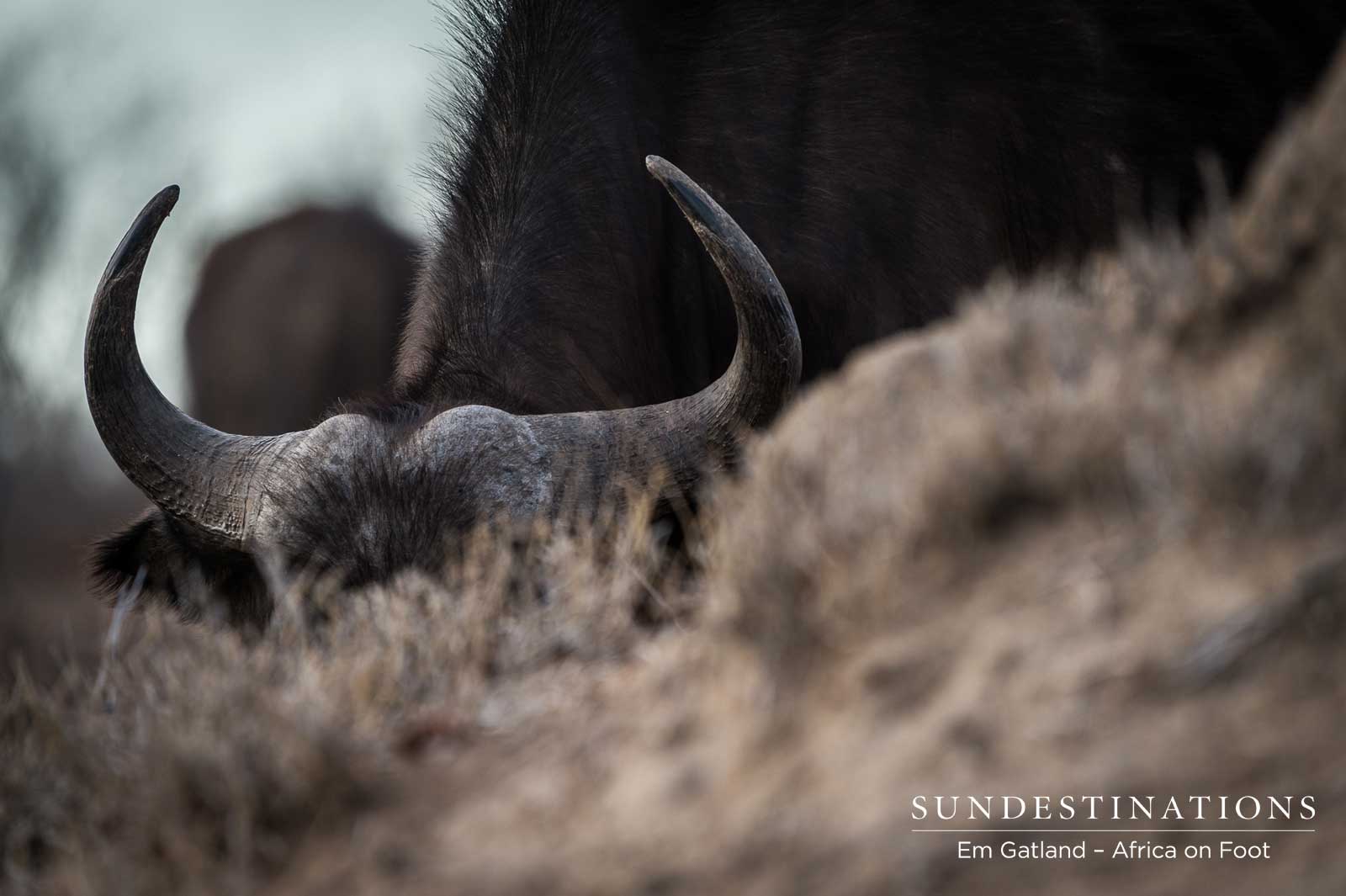 Buffalo Africa on Foot Buffalo Africa on Foot