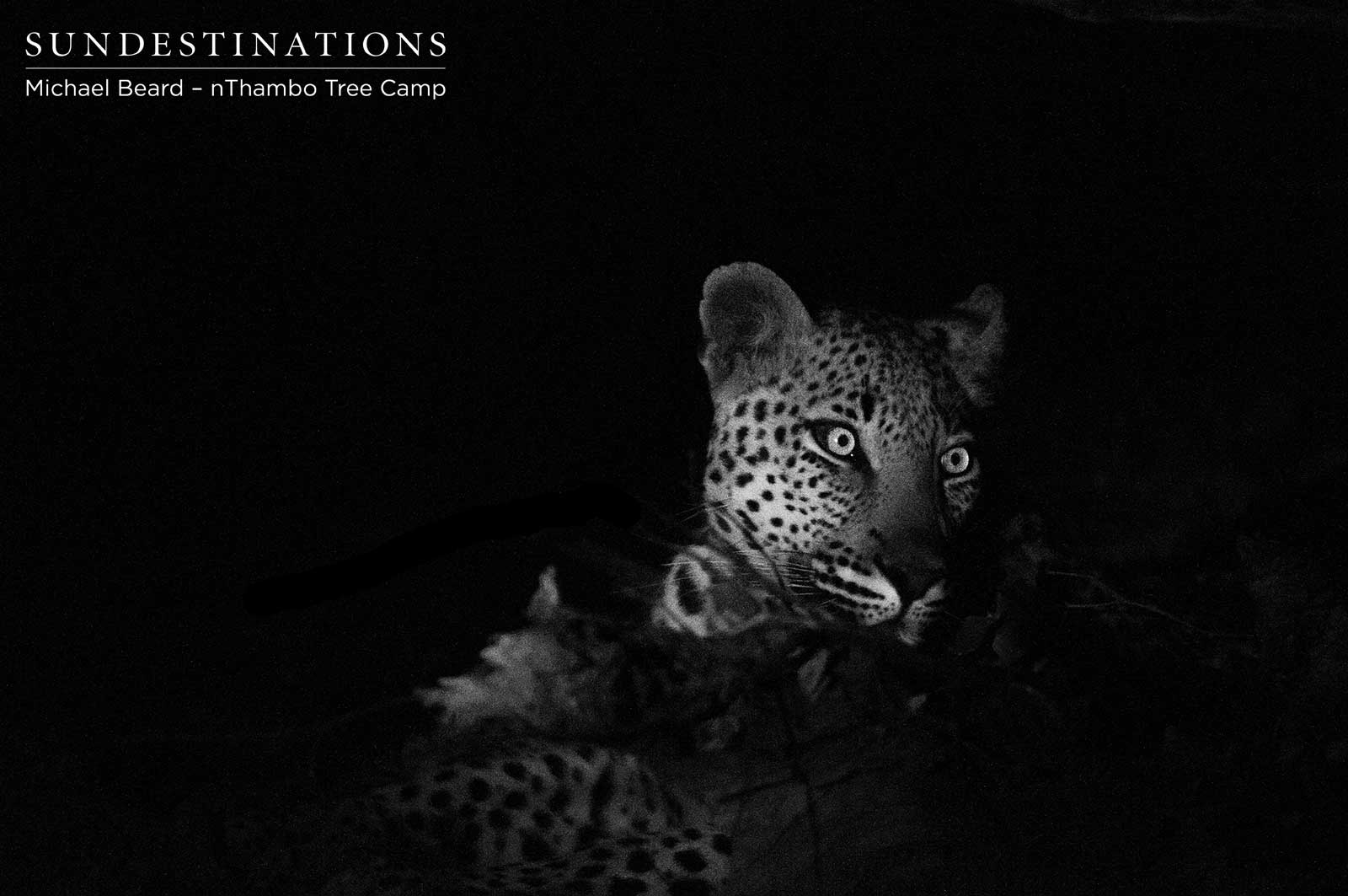 nThambo Leopard nThambo Leopard