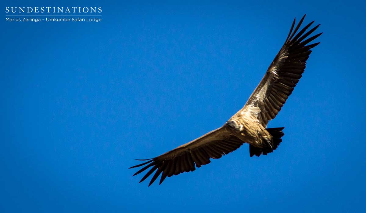 White-backed Vulture Sabi Sand White-backed Vulture Sabi Sand