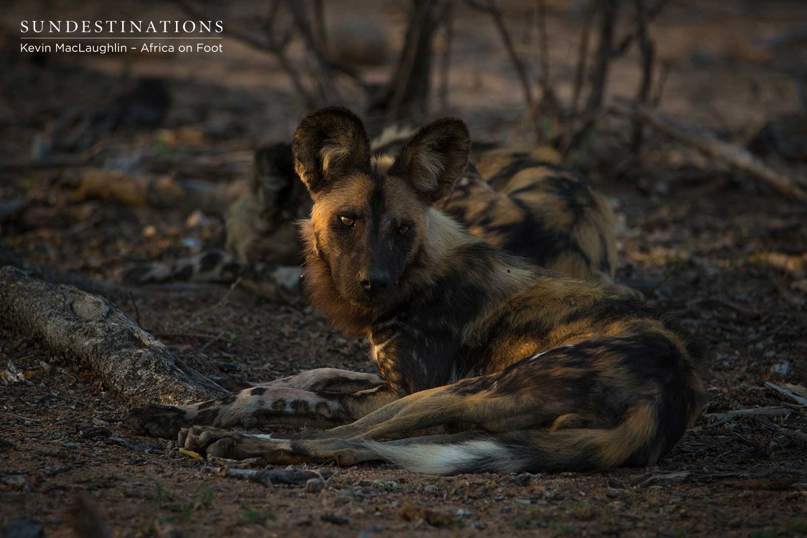 Africa on Foot Wild Dogs Africa on Foot Wild Dogs