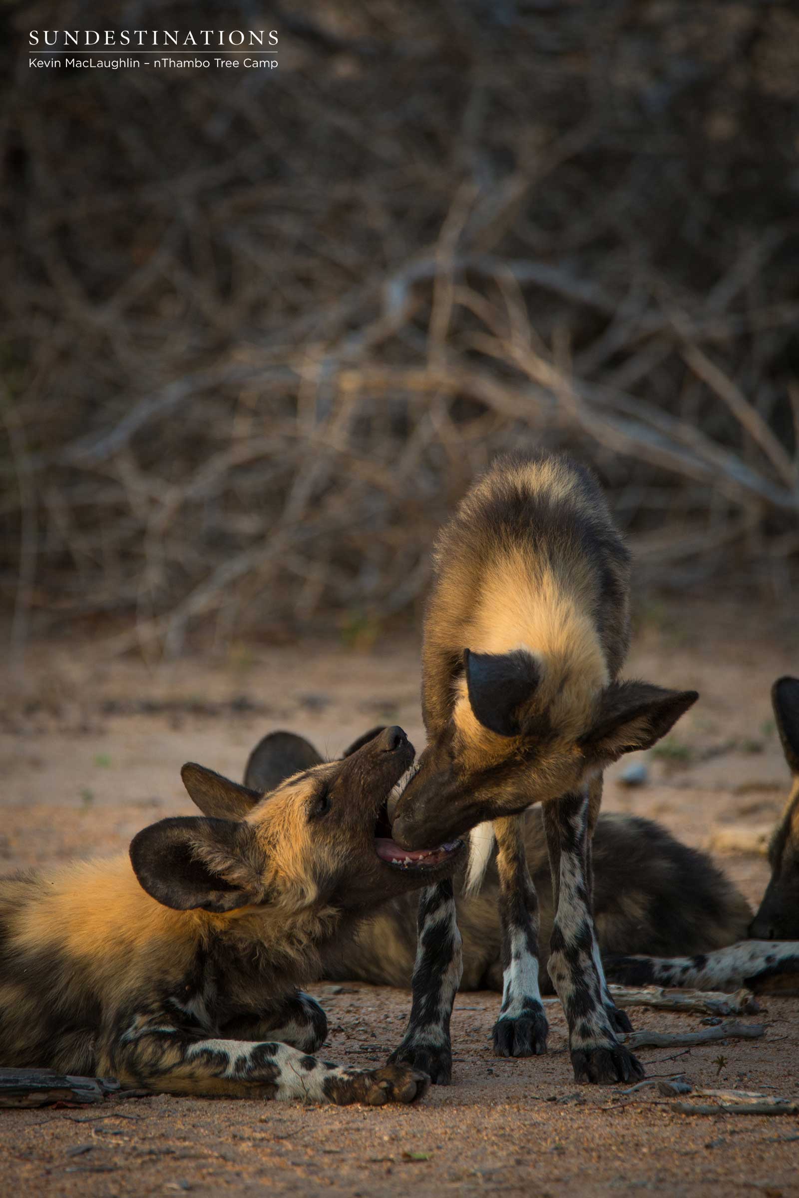 Wild Dogs - nThambo Tree Camp Wild Dogs - nThambo Tree Camp