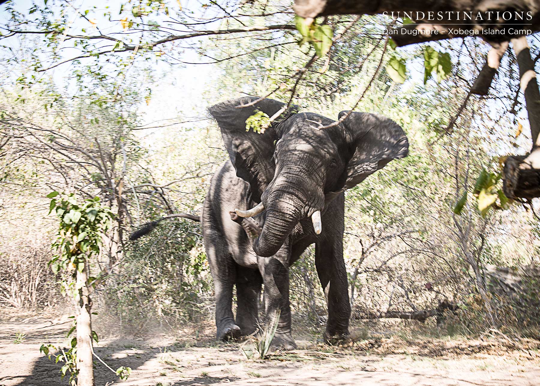 Xobega Elephant Xobega Elephant