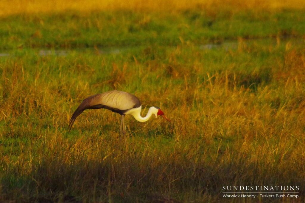 Wattled crane seen in breeding pairs at Khwai Riverfront Wattled crane seen in breeding pairs at Khwai Riverfront