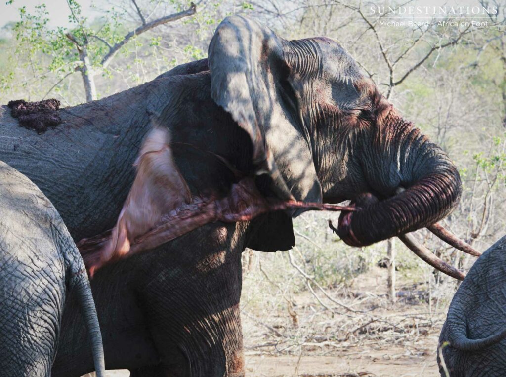 Mother elephant flings placenta around after birth Mother elephant flings placenta around after birth
