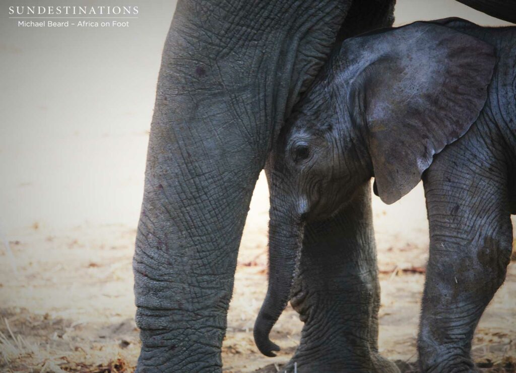 Newborn elephant in Klaserie Newborn elephant in Klaserie