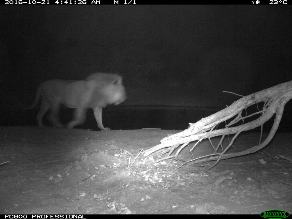 Lions spotted in the early morning at Tuskers Bush Camp Lions spotted in the early morning at Tuskers Bush Camp