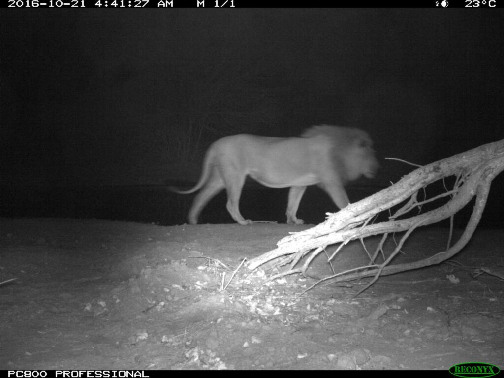 Lions spotted in the early morning at Tuskers Bush Camp Lions spotted in the early morning at Tuskers Bush Camp