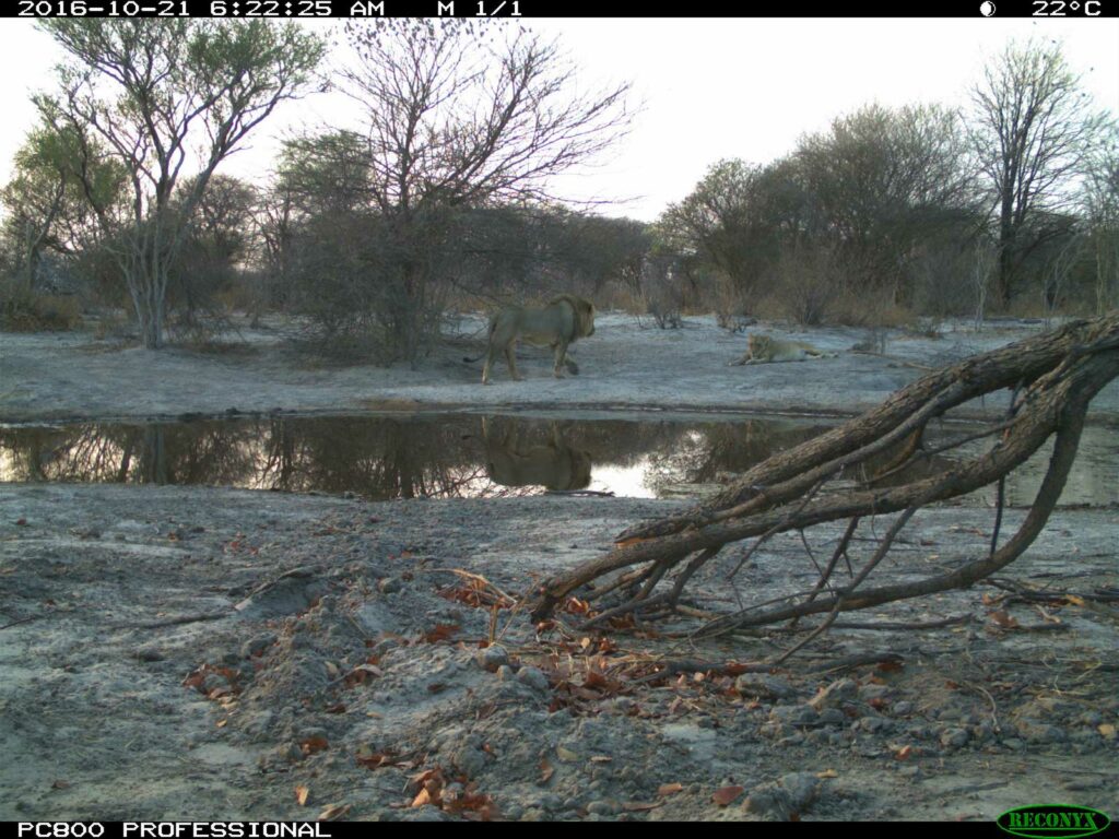 Lions spotted in the early morning at Tuskers Bush Camp Lions spotted in the early morning at Tuskers Bush Camp
