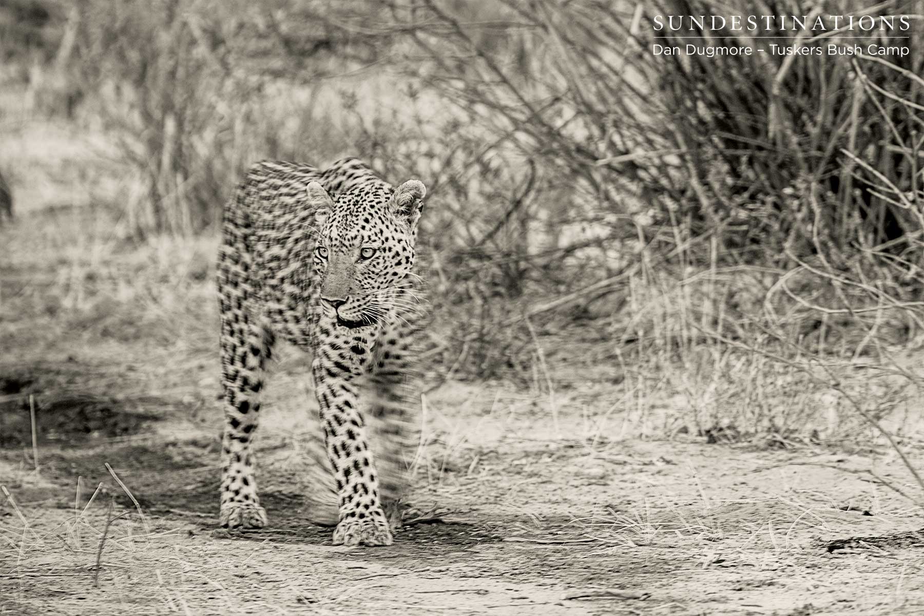 Leopard Male - Tuskers Leopard Male - Tuskers
