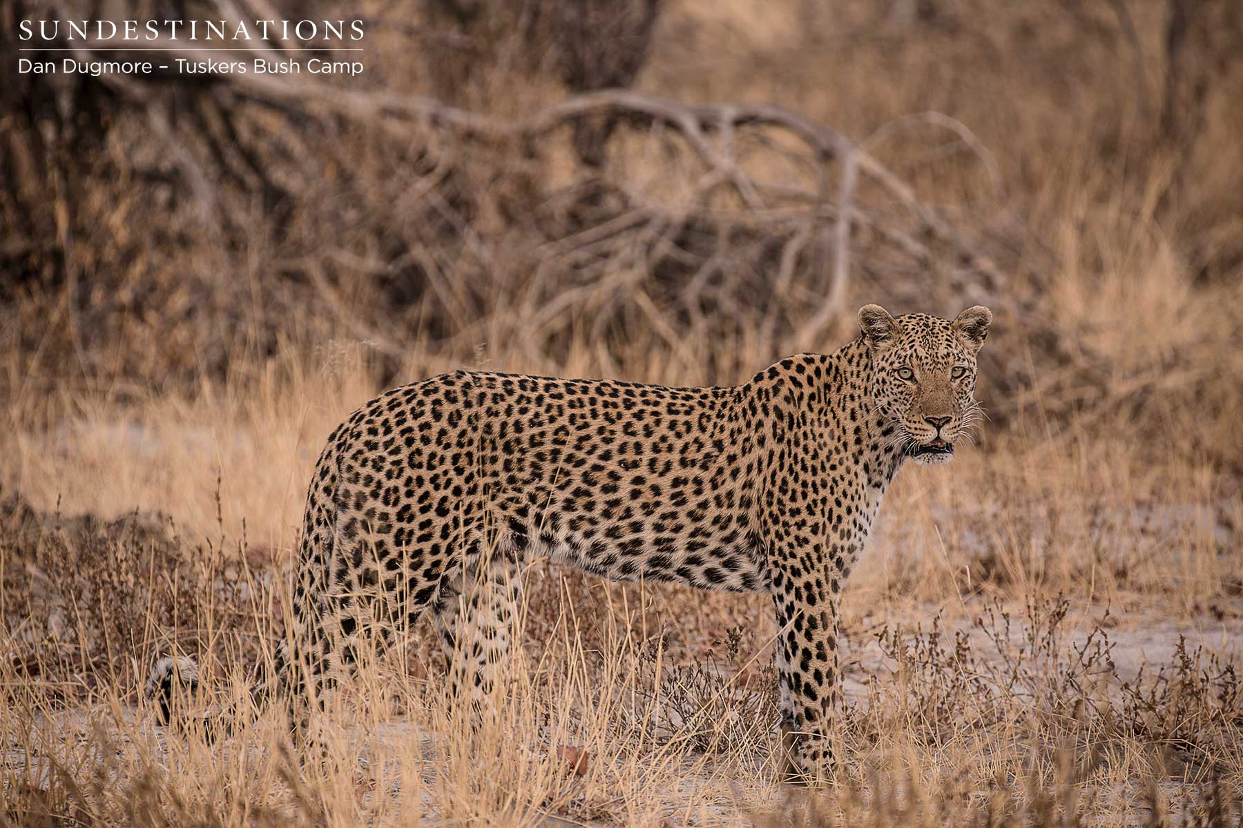 Tuskers Bush Camp - Male Leopard Tuskers Bush Camp - Male Leopard