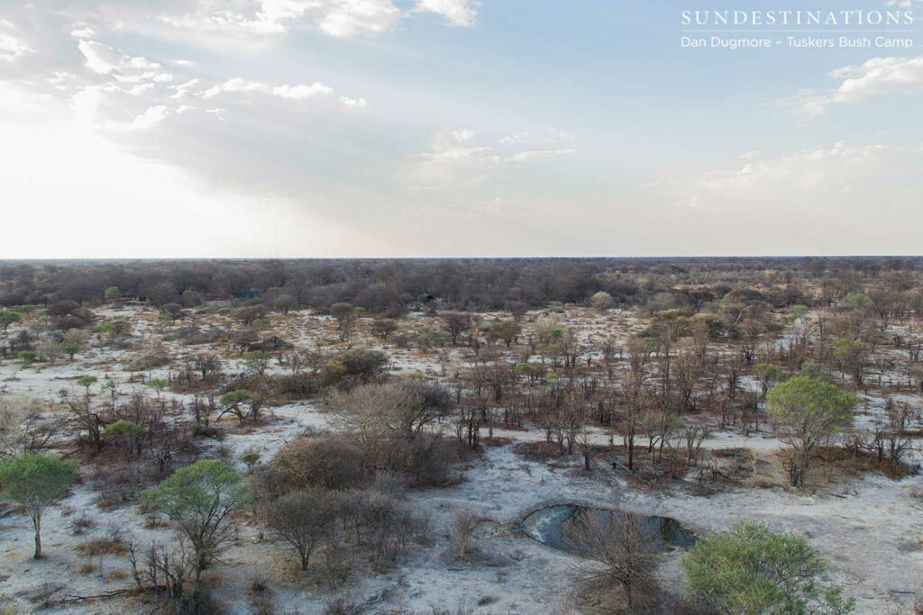 The activity at this pan in front of Tuskers is astonishing The activity at this pan in front of Tuskers is astonishing