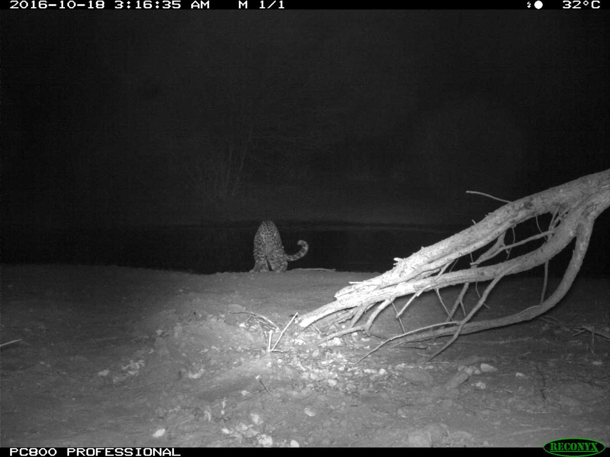 Leopard at Pan - Tuskers Leopard at Pan - Tuskers