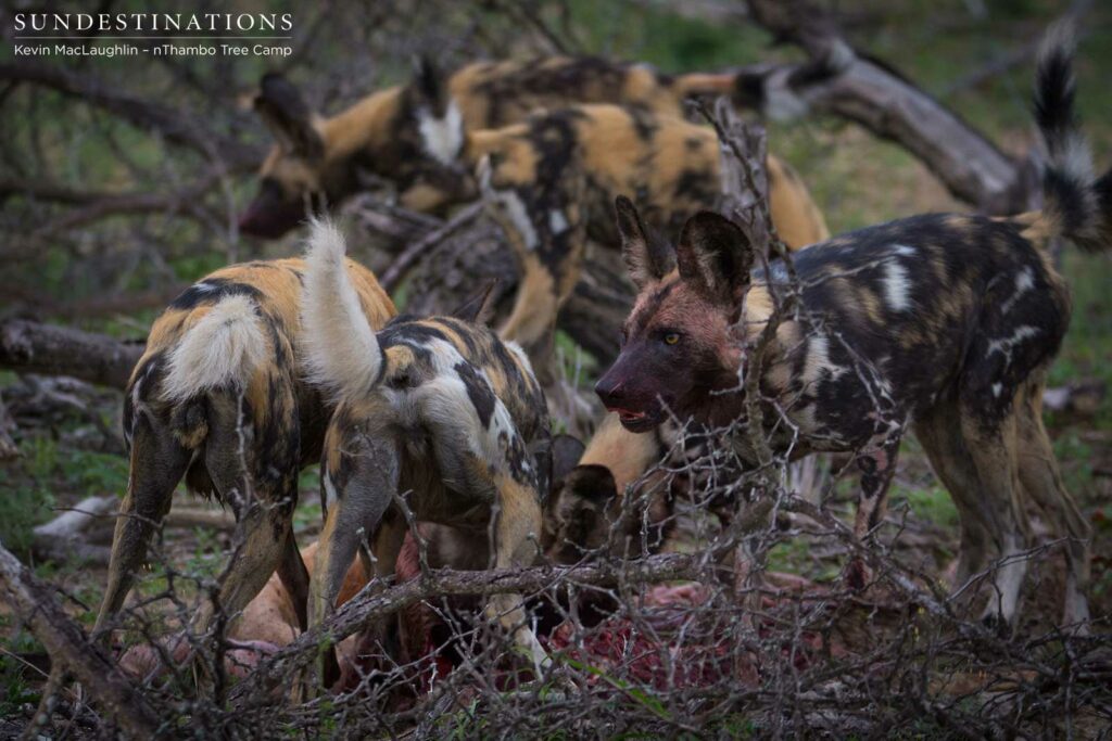 Wild dogs making a kill in front of nThambo Tree Camp Wild dogs making a kill in front of nThambo Tree Camp