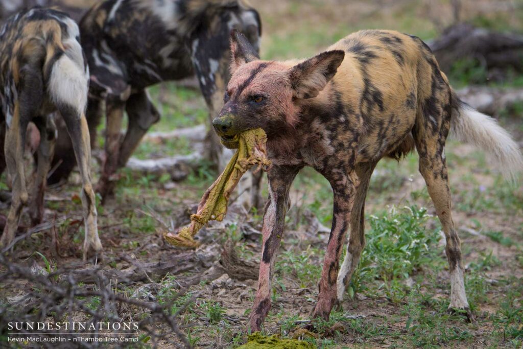 Wild dogs making a kill in front of nThambo Tree Camp Wild dogs making a kill in front of nThambo Tree Camp