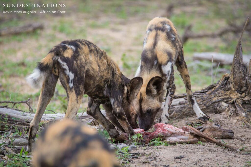 Wild dogs making a kill in front of nThambo Tree Camp Wild dogs making a kill in front of nThambo Tree Camp