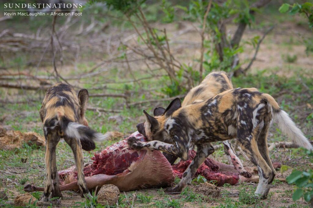 Wild dogs making a kill in front of nThambo Tree Camp Wild dogs making a kill in front of nThambo Tree Camp