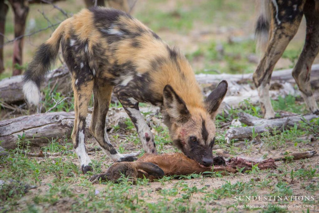 Wild dogs making a kill in front of nThambo Tree Camp Wild dogs making a kill in front of nThambo Tree Camp